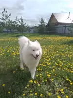 Александр, изображение к комментарию.