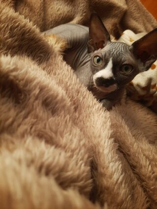 Майя