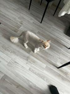 Фотография Paradogs 4