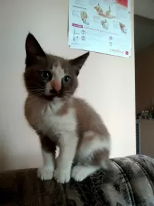 Фотография Ветеринарный кабинет 4